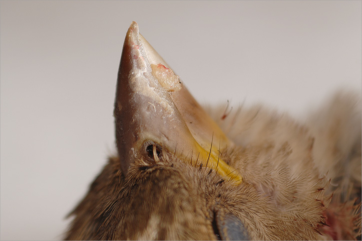 dead bird