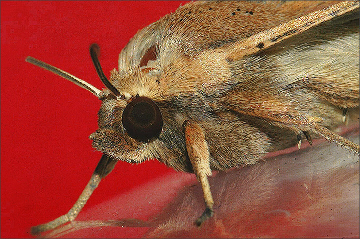 insect in my apartment