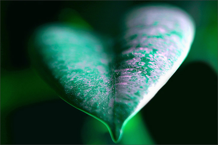 my plant